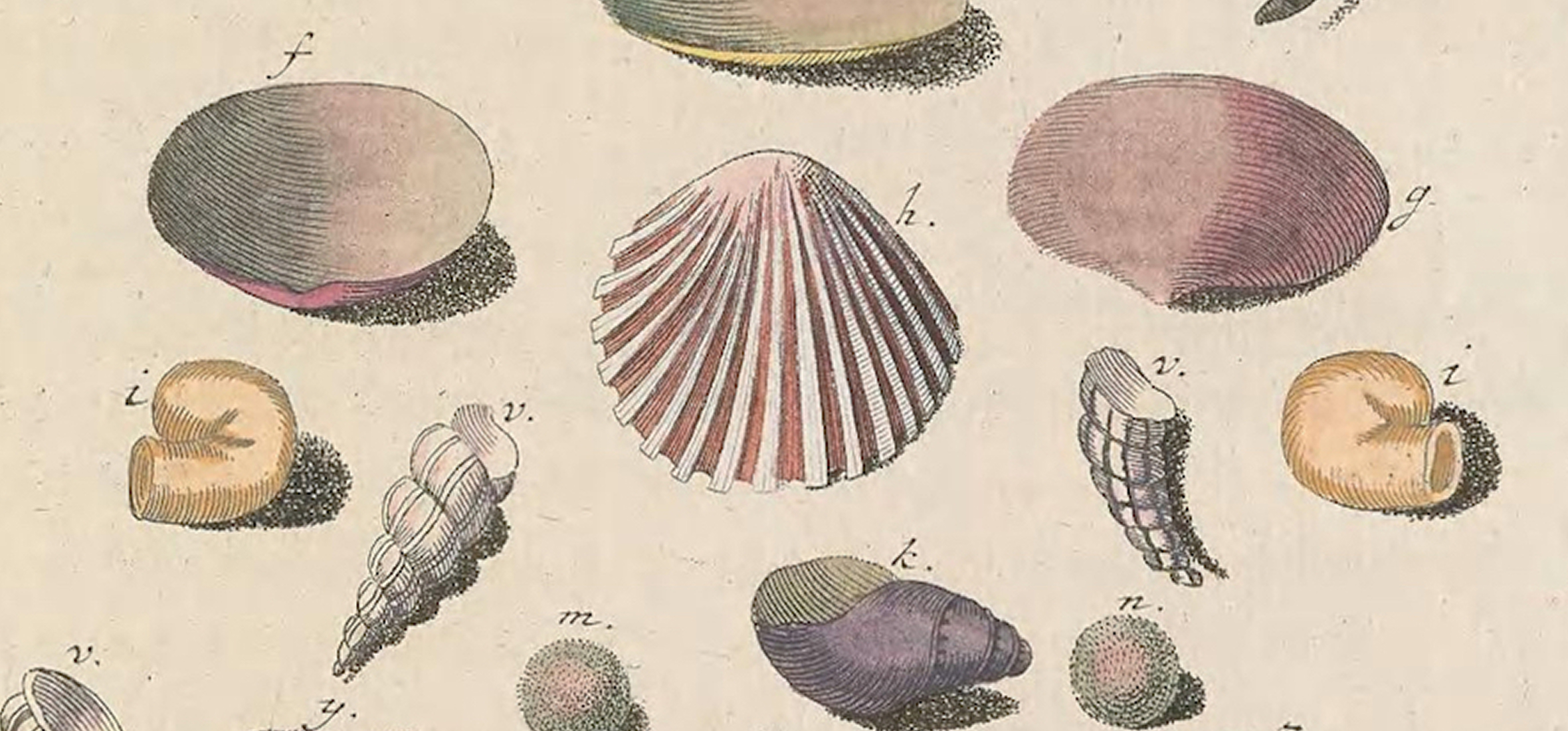 Illustration of shells
